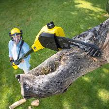 Best Lawn Pest Prevention  in Big Bear City, CA